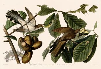 002 Yellow-billed Cuckoo 